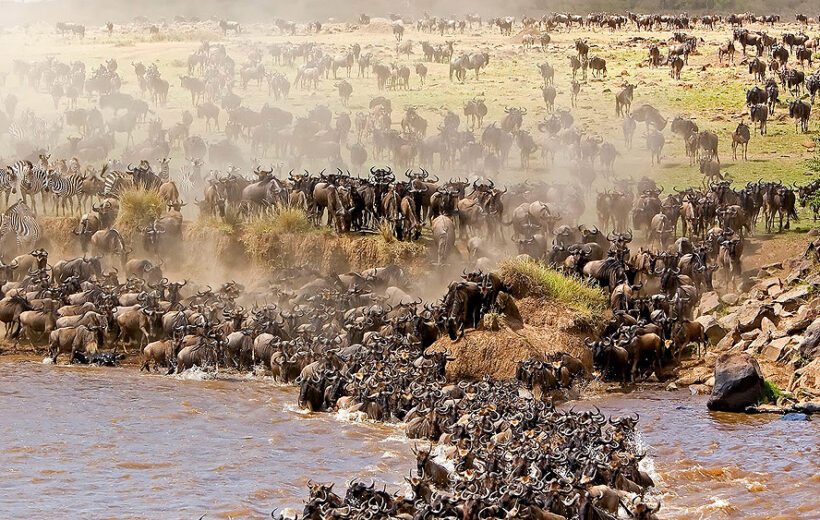 8 Days Migration Safari